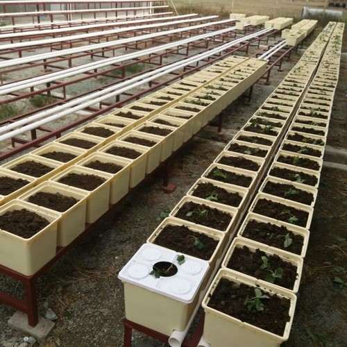 hydroponic dutch bucket system